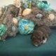 Toy Poodle
