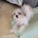 PARIS, a sweet Maltese & Shih-Tzu mix