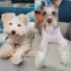Mini schnauzer chocolate puppies