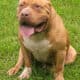 XL American Bully Puppies