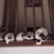 Ragdoll kittens!