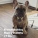 French Bulldog, 9 month old, male- Quincy