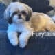 Baby Boy Shihtzu’s