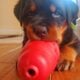 Purebred German Rottweiler Puppies