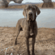Lilac Great Dane
