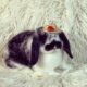 Holland Lop Baby Bunnies 🐰 (Rabbits)