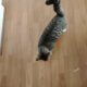 Male Cat