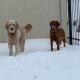 Goldendoodle Puppies