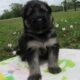 AKC German Shepherd Puppies