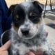 Texas Heeler Puppies