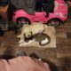 Pug puppies