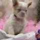 Earl Lilac Fluffy Frenchie Male