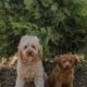 Hank mini goldendoodle TRAINED for sale