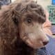 AKC female standard poodle