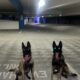 Belgian Malinois Puppies