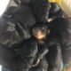 Bernedoodle Puppies (7) males (2) females for sale