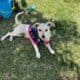 Adorable Pups for Free