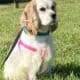 Lottie – AKC – American Cocker Spaniel