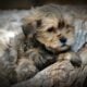 Beautiful Shih Tzu Male On Sale