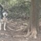 Siberian husky puppies
