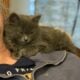 Wonderful Kitten Free to good home