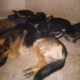 4 German Shepherd mix pups!!