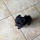 ♥︎ Adorable Pomeranian Puppies ♥︎