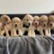 Mia-Standard Goldendoodle