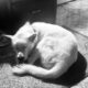 Adorable American Akita Puppy for Sale