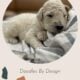 Goldendoodle Puppies