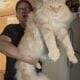 Maine Coon kittens
