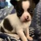 Male Chihuahua Puppy