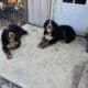 AKC Bernese Mountain Dog Litter