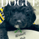 Goldendoodle
