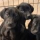 Great Dane x Golden Retriever – Beans