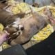 Micro American Bully puppy