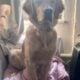 1yr old Golden retriever