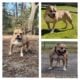 American Bully Puppies