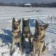 Chow Chow and German Shepherd Mix Puppies