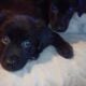 Border collies in need of new home