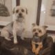 2 Sweet Morkies Looking for New Home