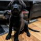 Chocolate Labrador Retriever