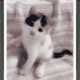 Kittens available for rehoming
