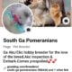 Akc Pomeranians