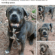 Cane corso