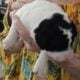 American Bully Puppies