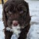 Springer Doodle puppy trained