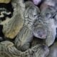 Cane corso Puppies for sale