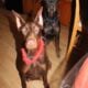 Doberman puppies