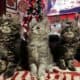 Maine Coon Kittens
